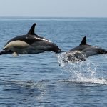 Luxury Villa Rental Algarve